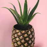 Pineapple House Турин