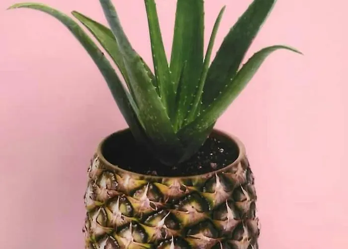 Pineapple House Turin