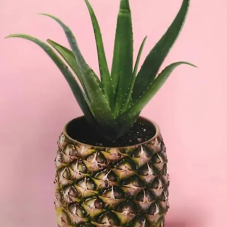 Pineapple House Turin
